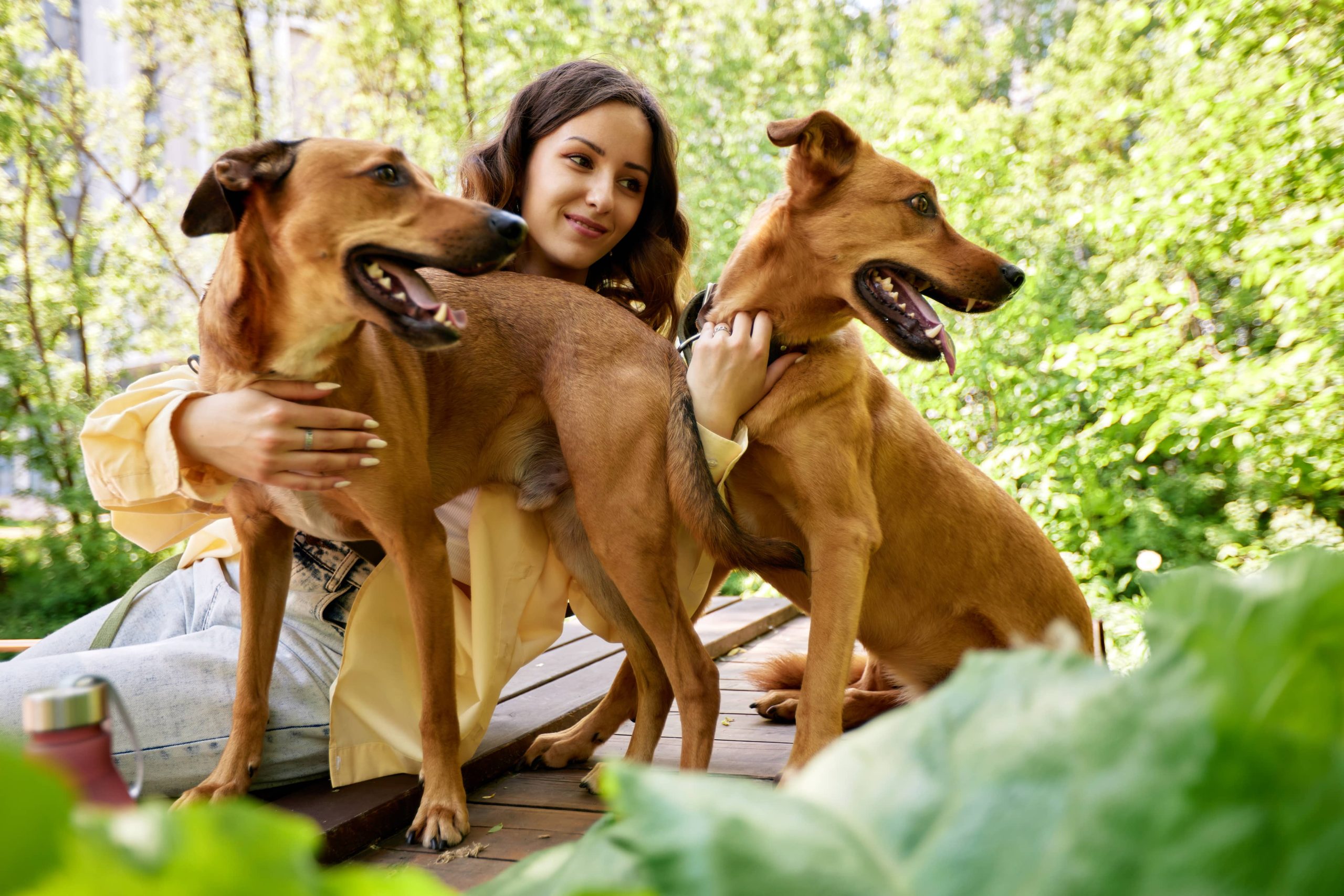 Die Außergewöhnlichsten Hundewiesen Rund um die Welt