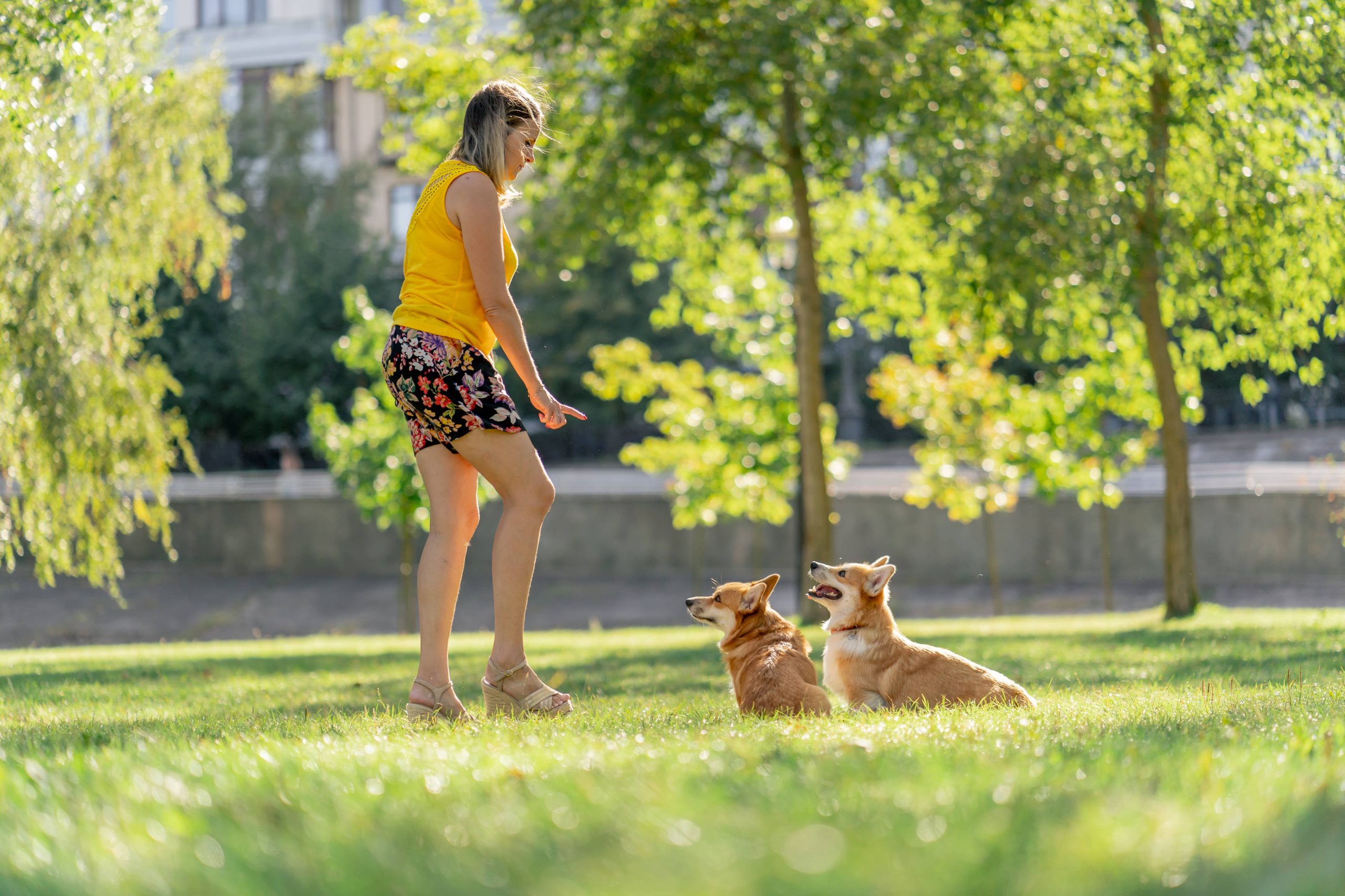 Ihrem Hund beibringen, an der Leine zu gehen, ohne zu ziehen