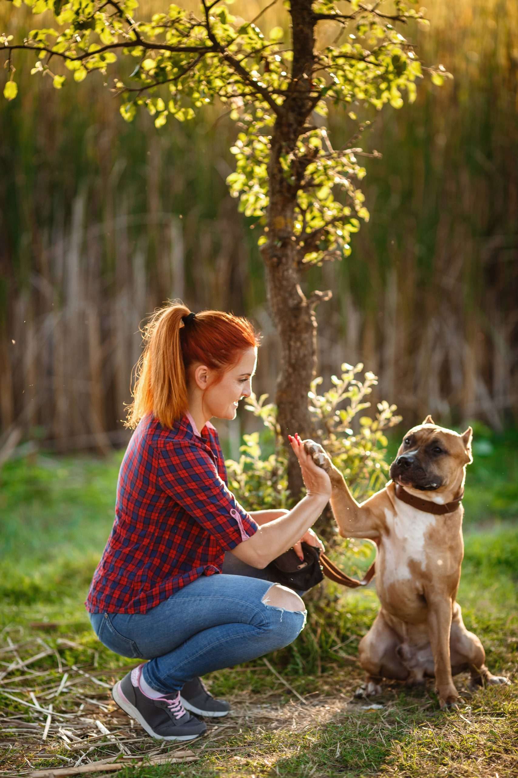 Training eines störrischen Hundes