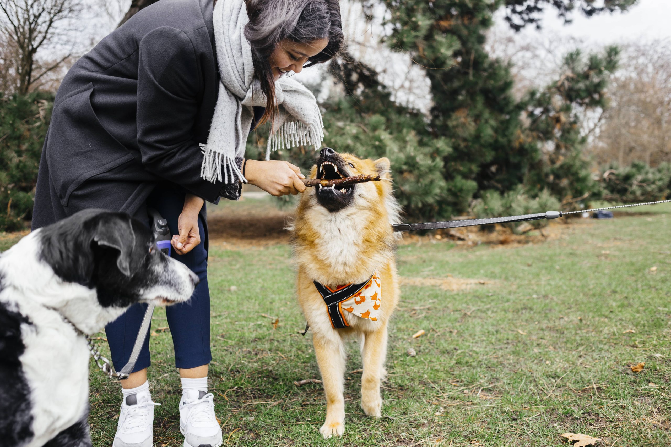 Verstehen, warum Hunde graben und wie man es verhindern kann